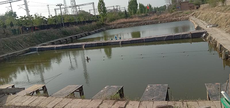 鱼情介绍图片