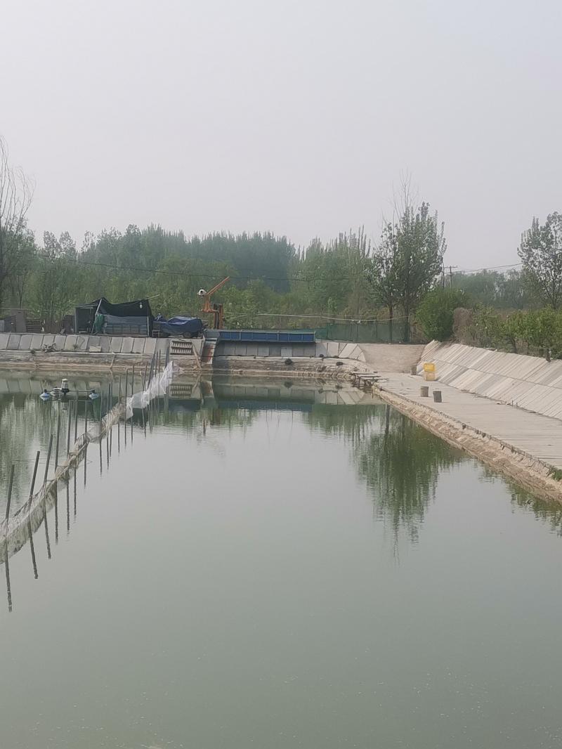 鱼情介绍图片