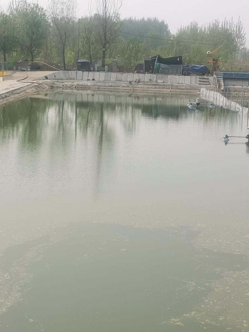 鱼情介绍图片
