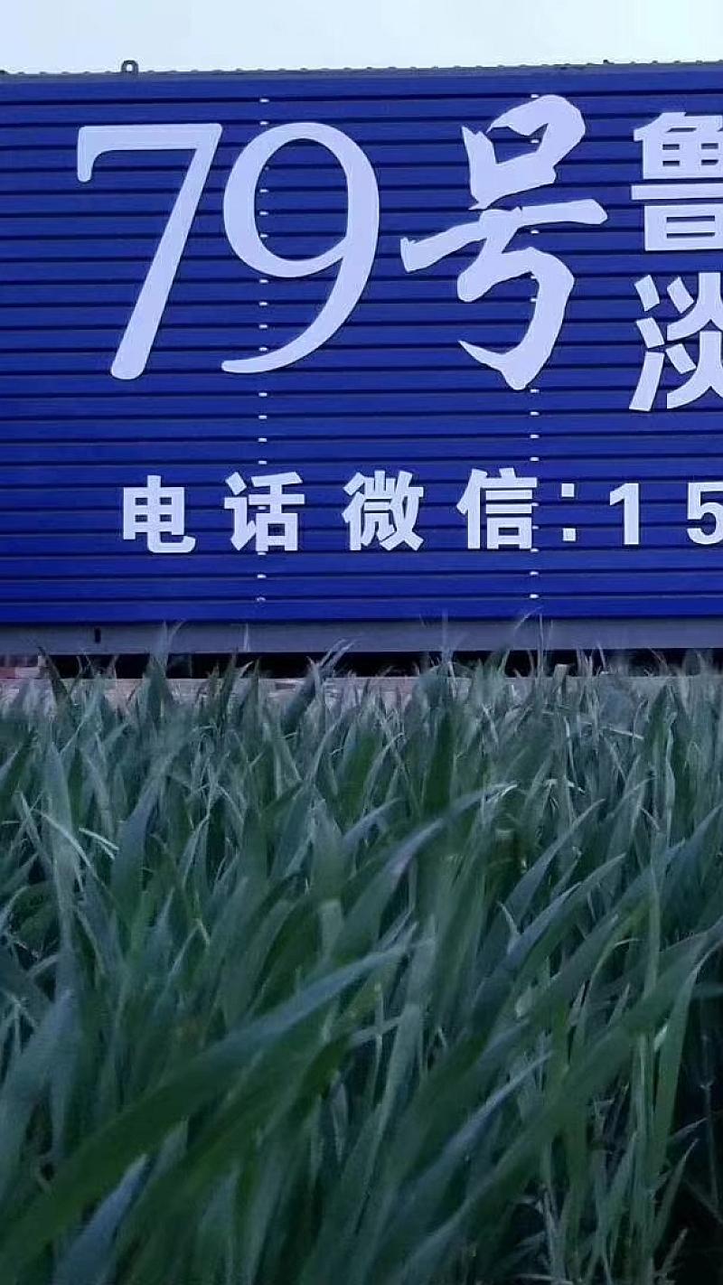 鱼情介绍图片