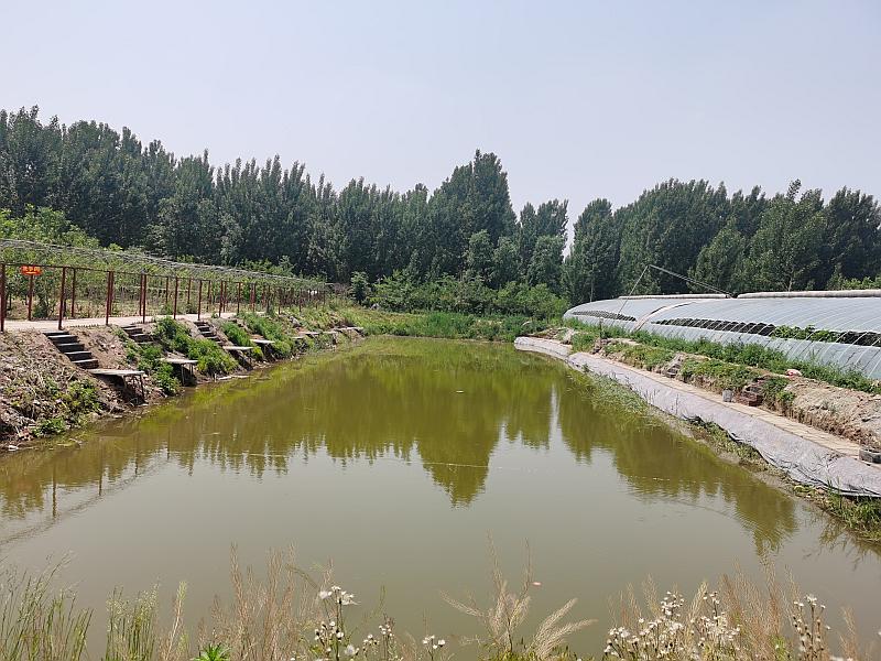 鱼情介绍图片