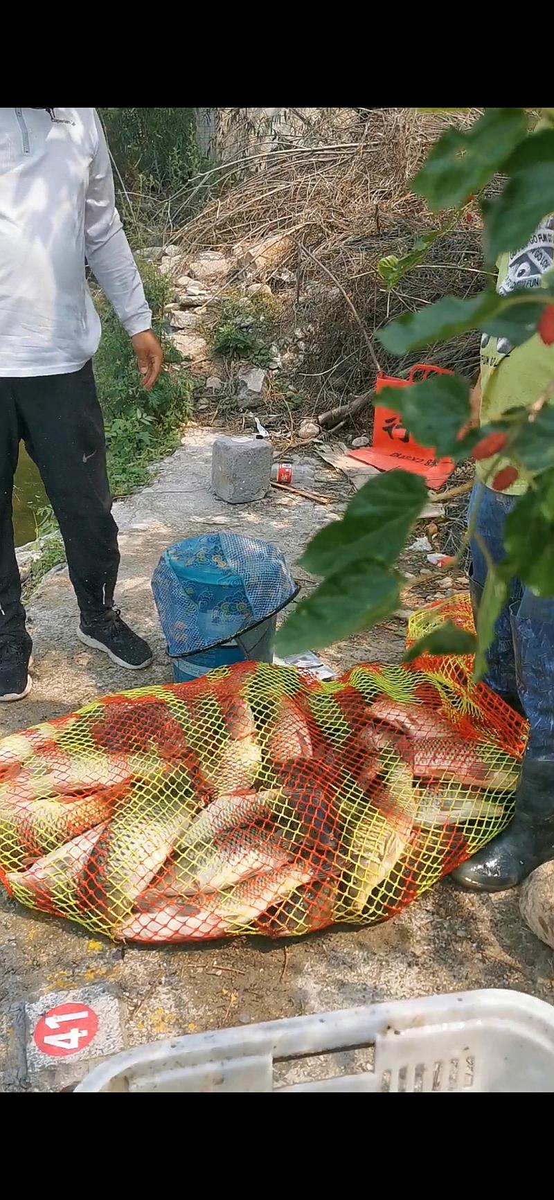 鱼情介绍图片
