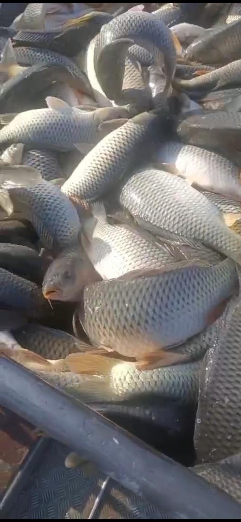 鱼情介绍图片