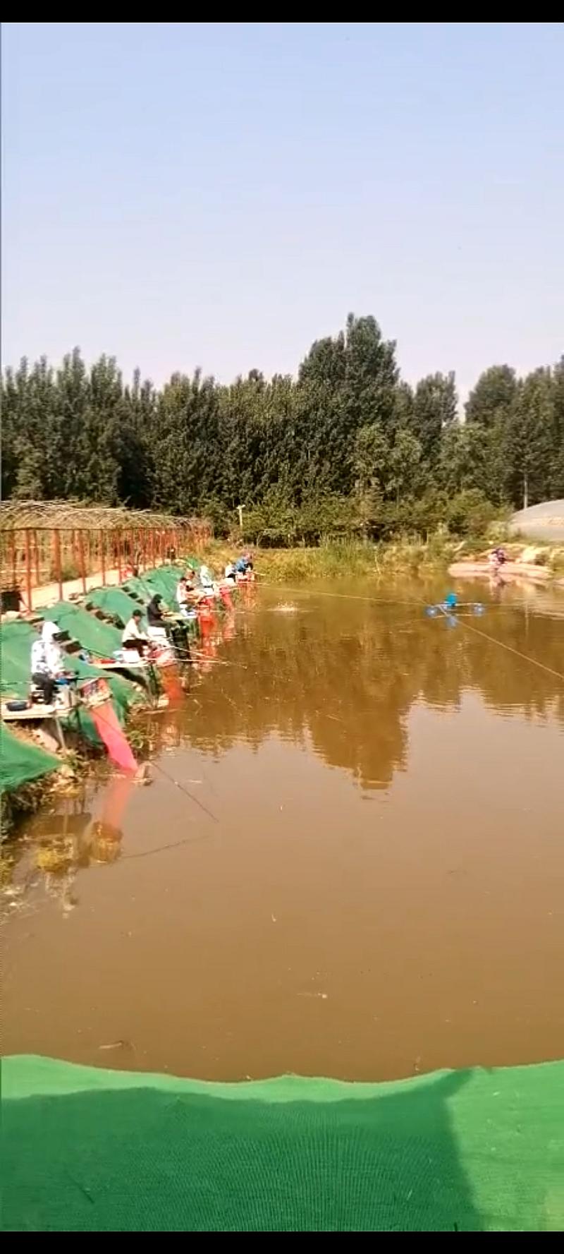 鱼情介绍图片