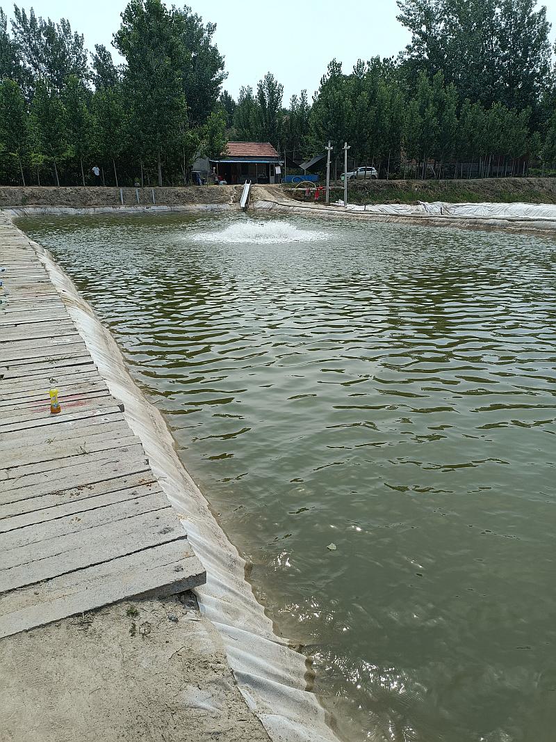鱼情介绍图片