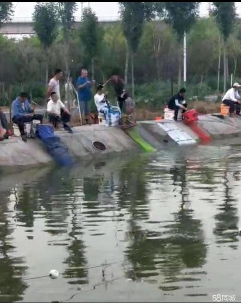 鱼情介绍图片