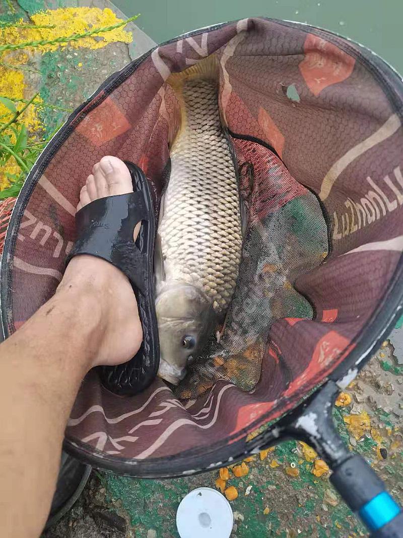 鱼情介绍图片