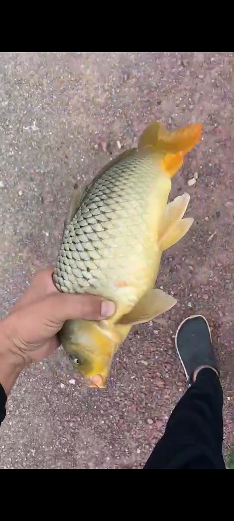 鱼情介绍图片