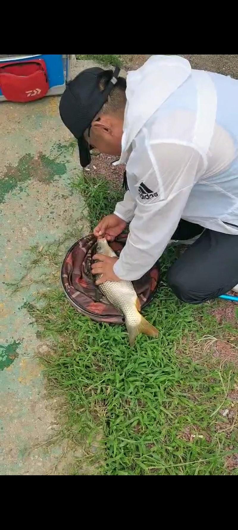 鱼情介绍图片