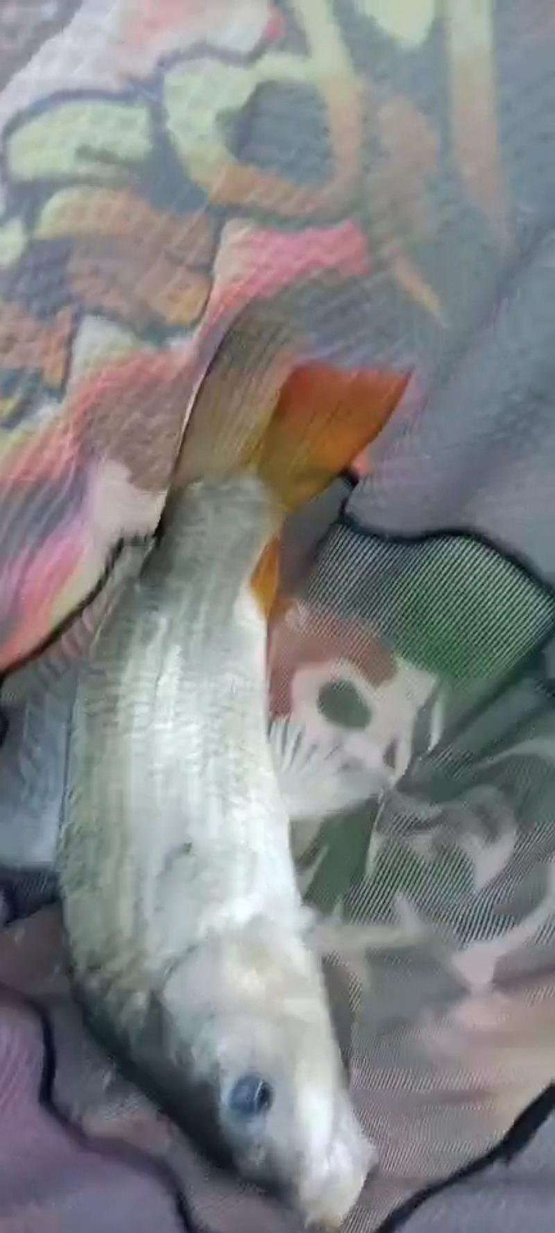 鱼情介绍图片