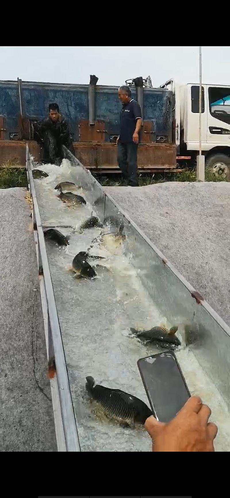 鱼情介绍图片