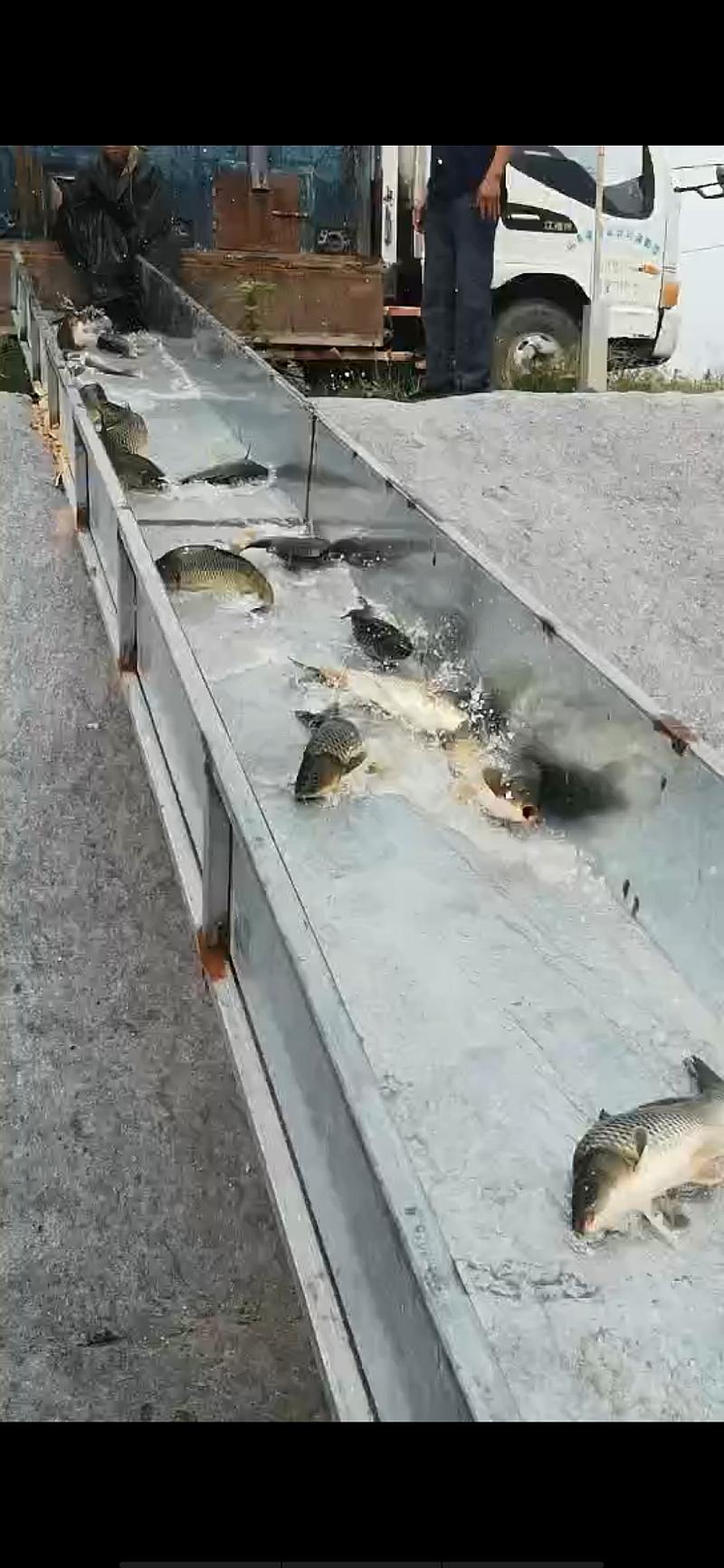 鱼情介绍图片