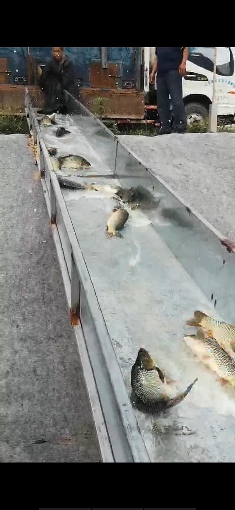 鱼情介绍图片