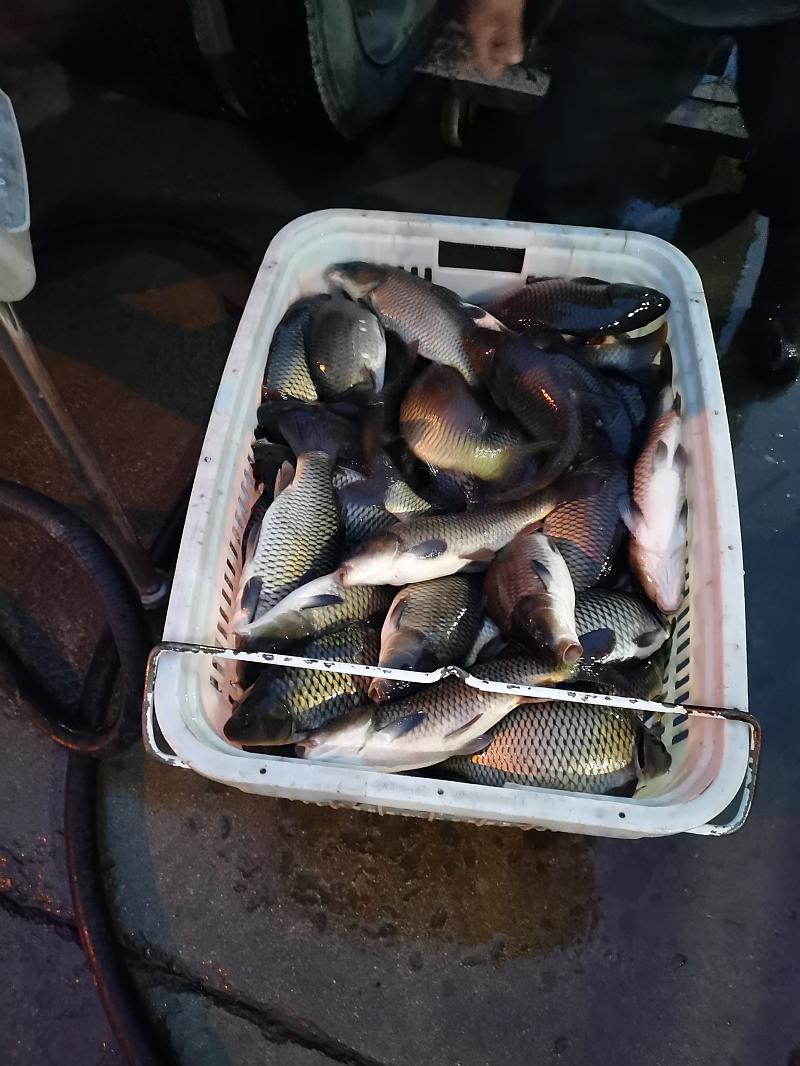 鱼情介绍图片