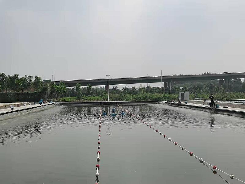 鱼情介绍图片