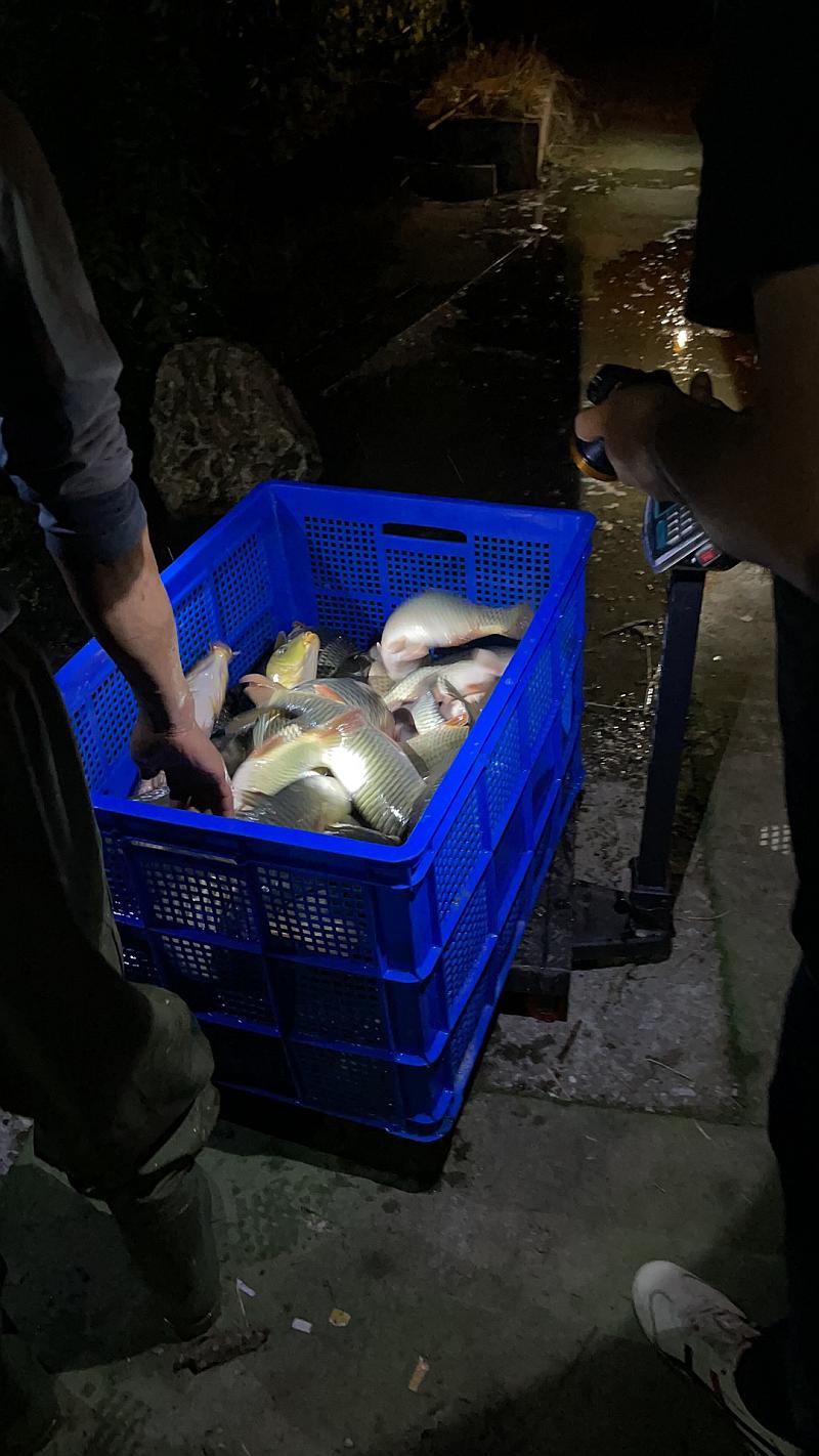 鱼情介绍图片