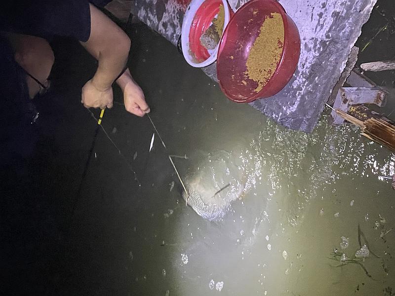鱼情介绍图片
