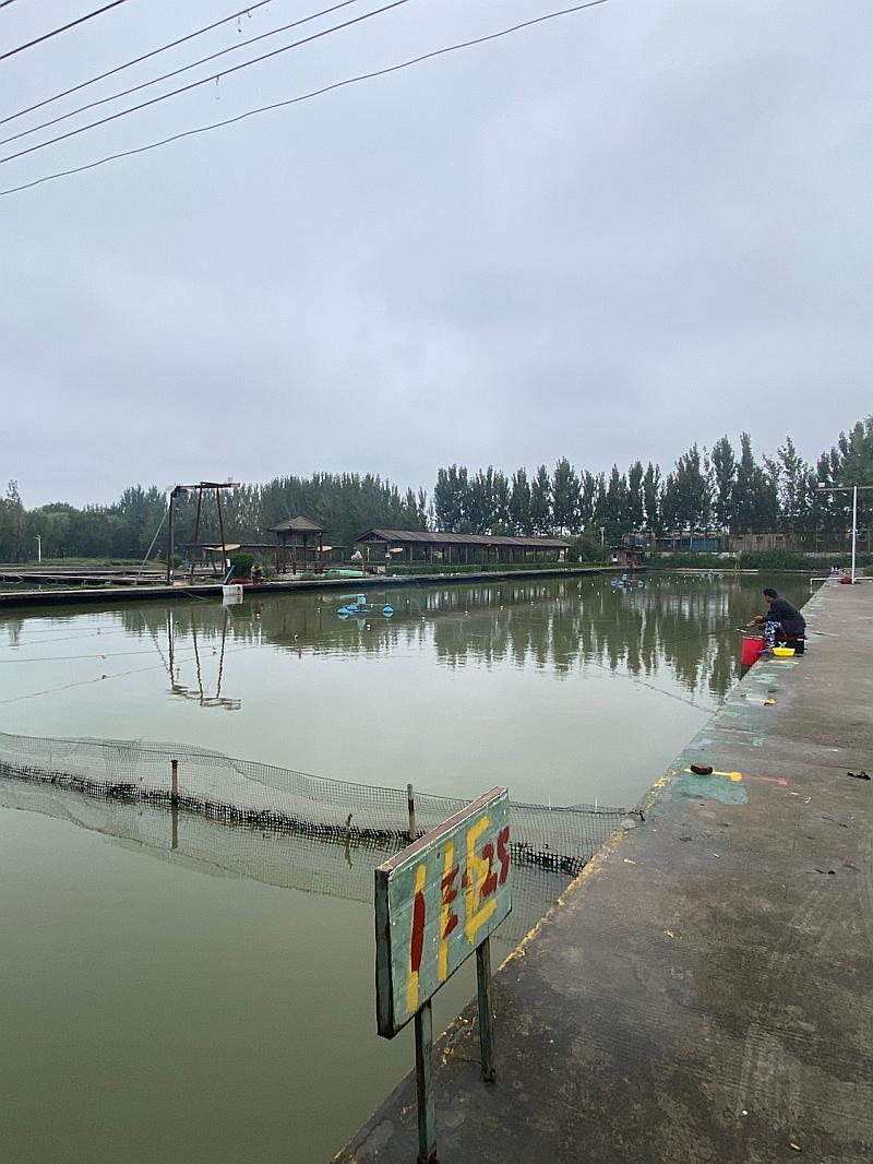 鱼情介绍图片