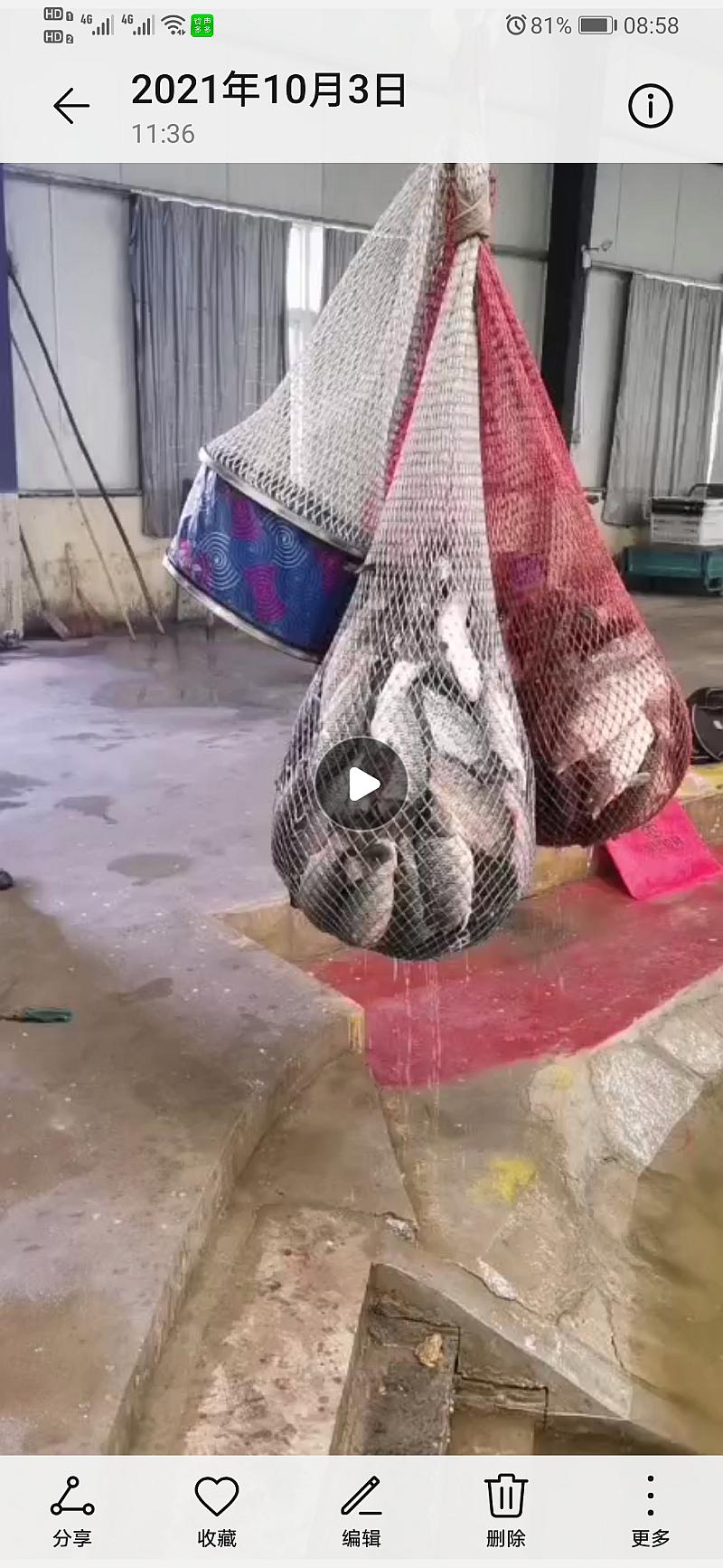 鱼情介绍图片