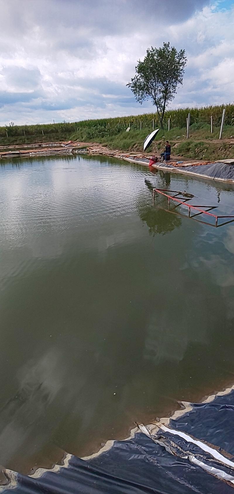 鱼情介绍图片