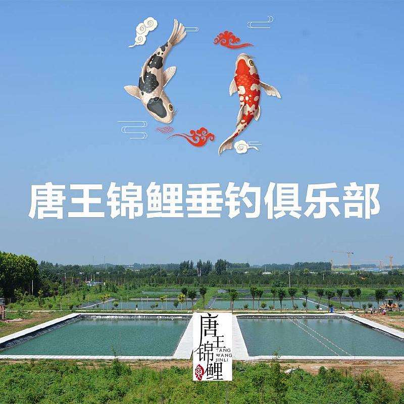 鱼情介绍图片