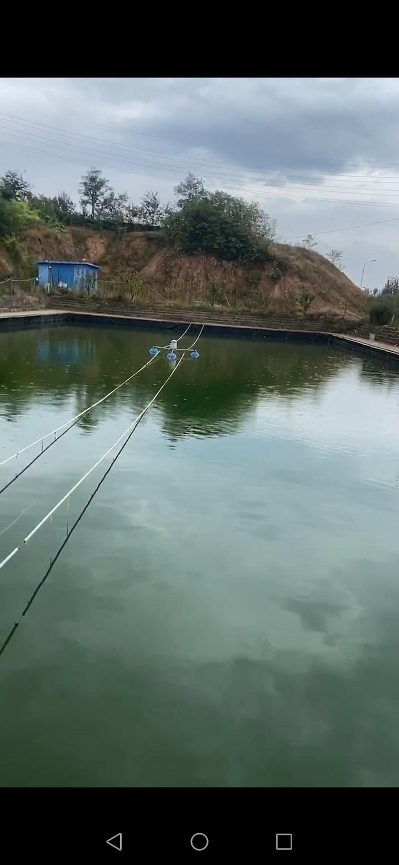 鱼情介绍图片