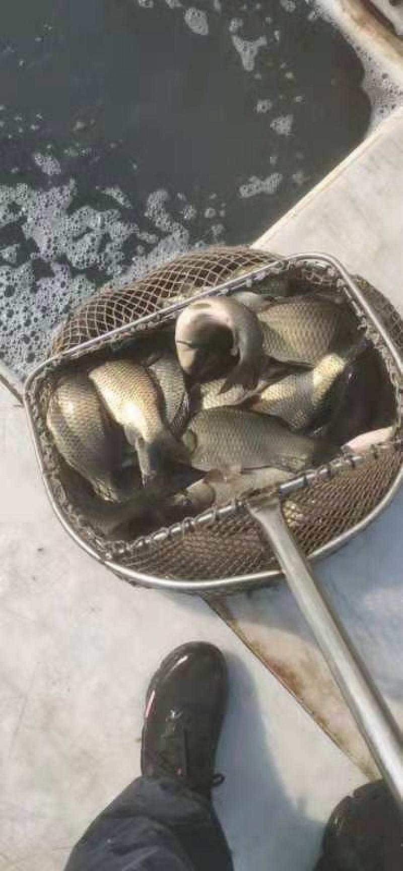 鱼情介绍图片