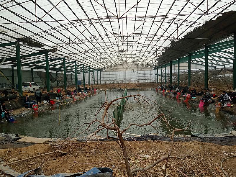 鱼情介绍图片