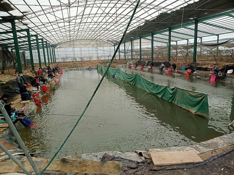 鱼情介绍图片