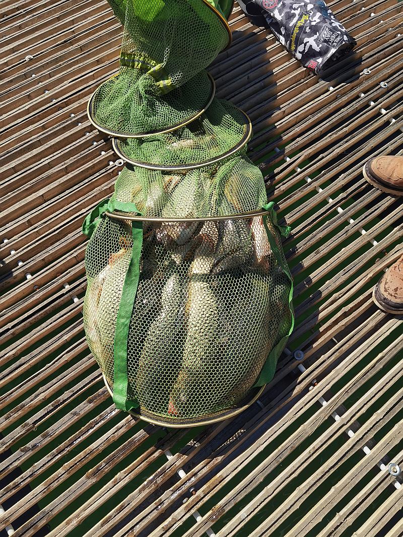 鱼情介绍图片