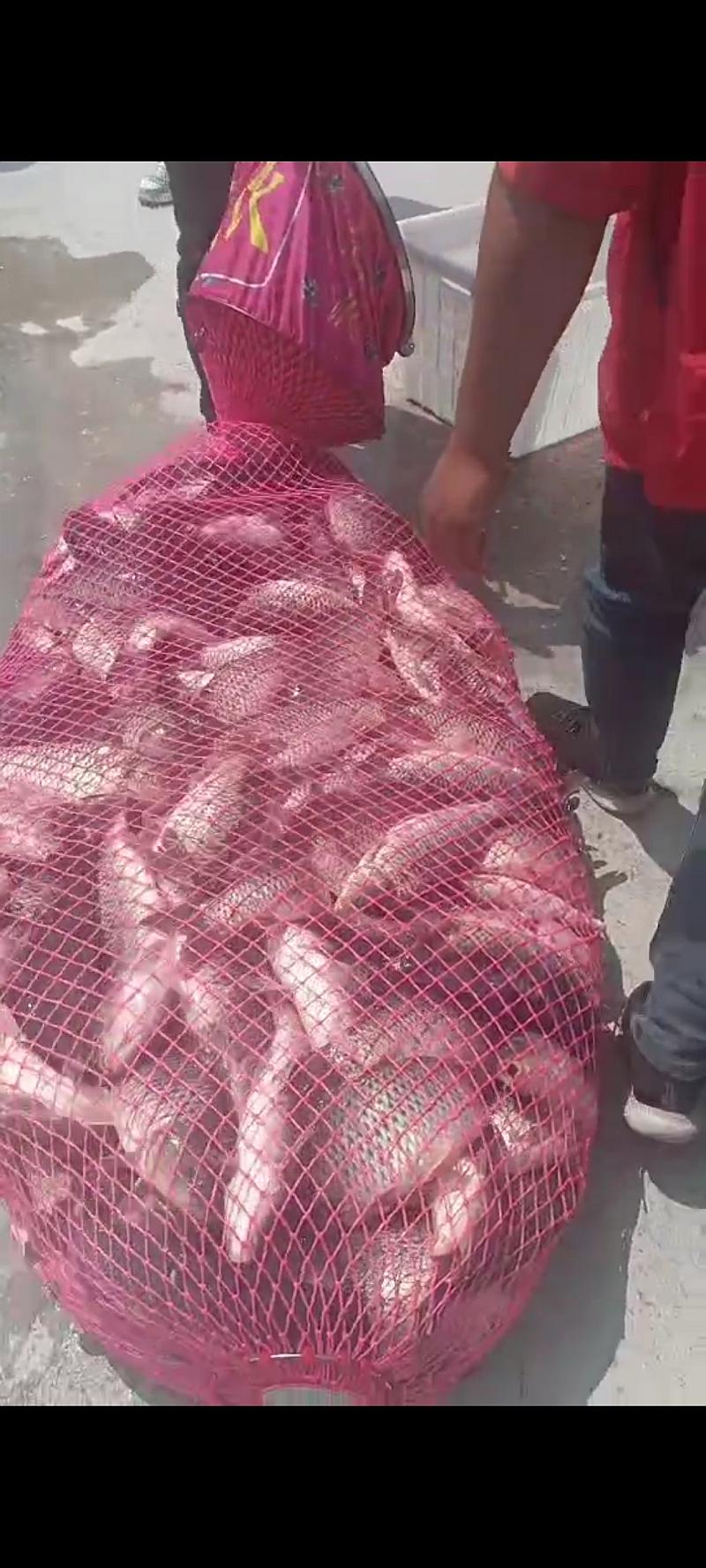 鱼情介绍图片