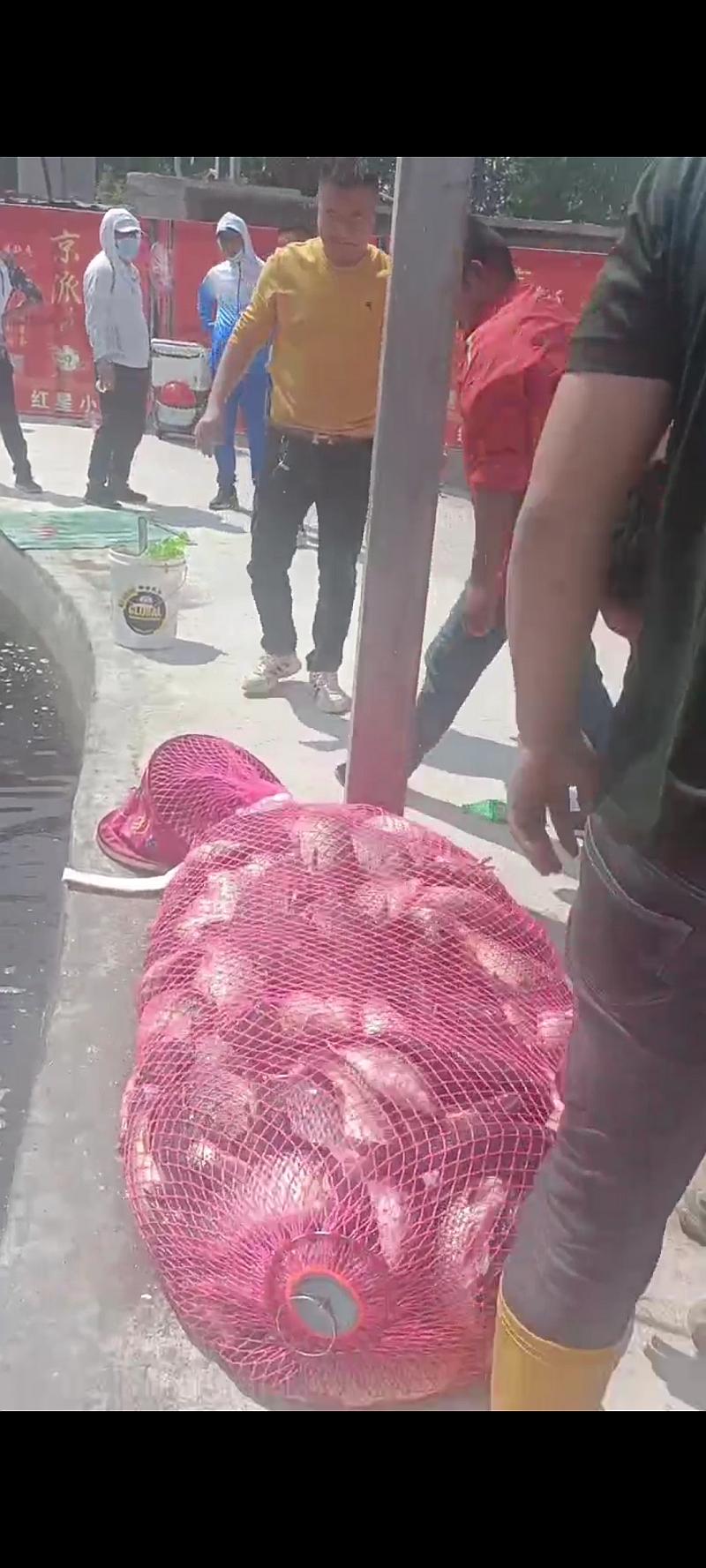 鱼情介绍图片