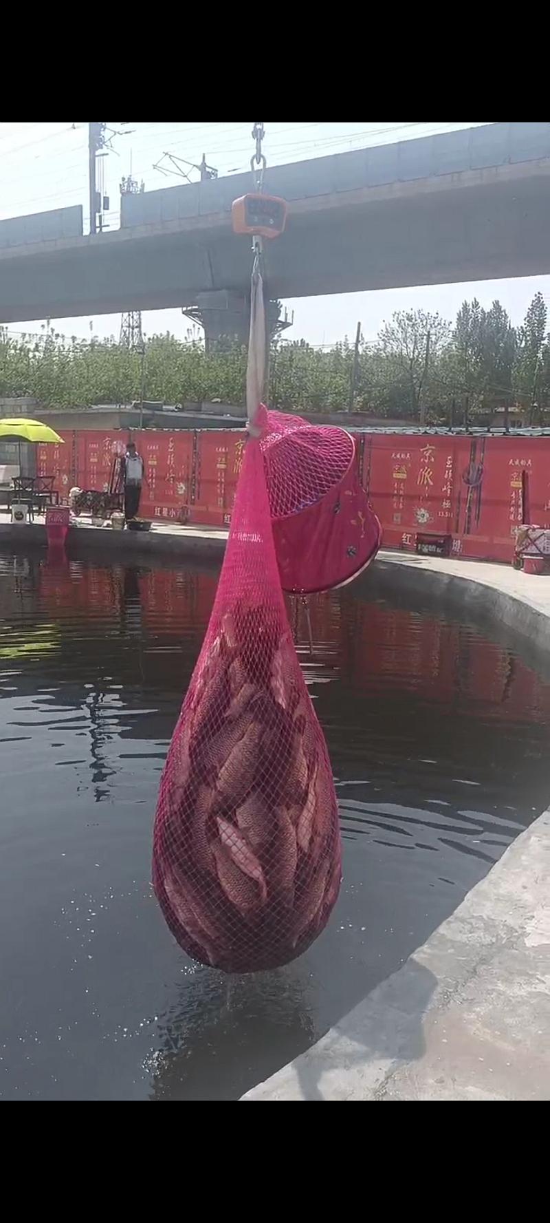 鱼情介绍图片