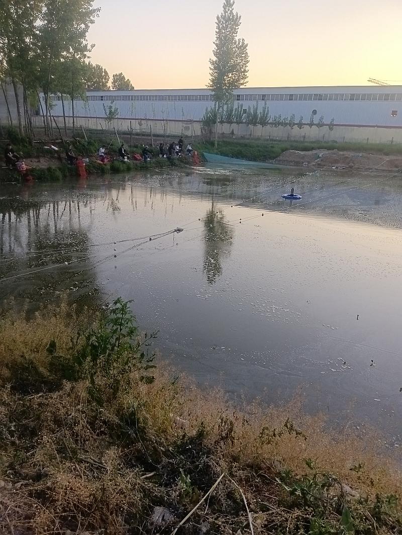 鱼情介绍图片