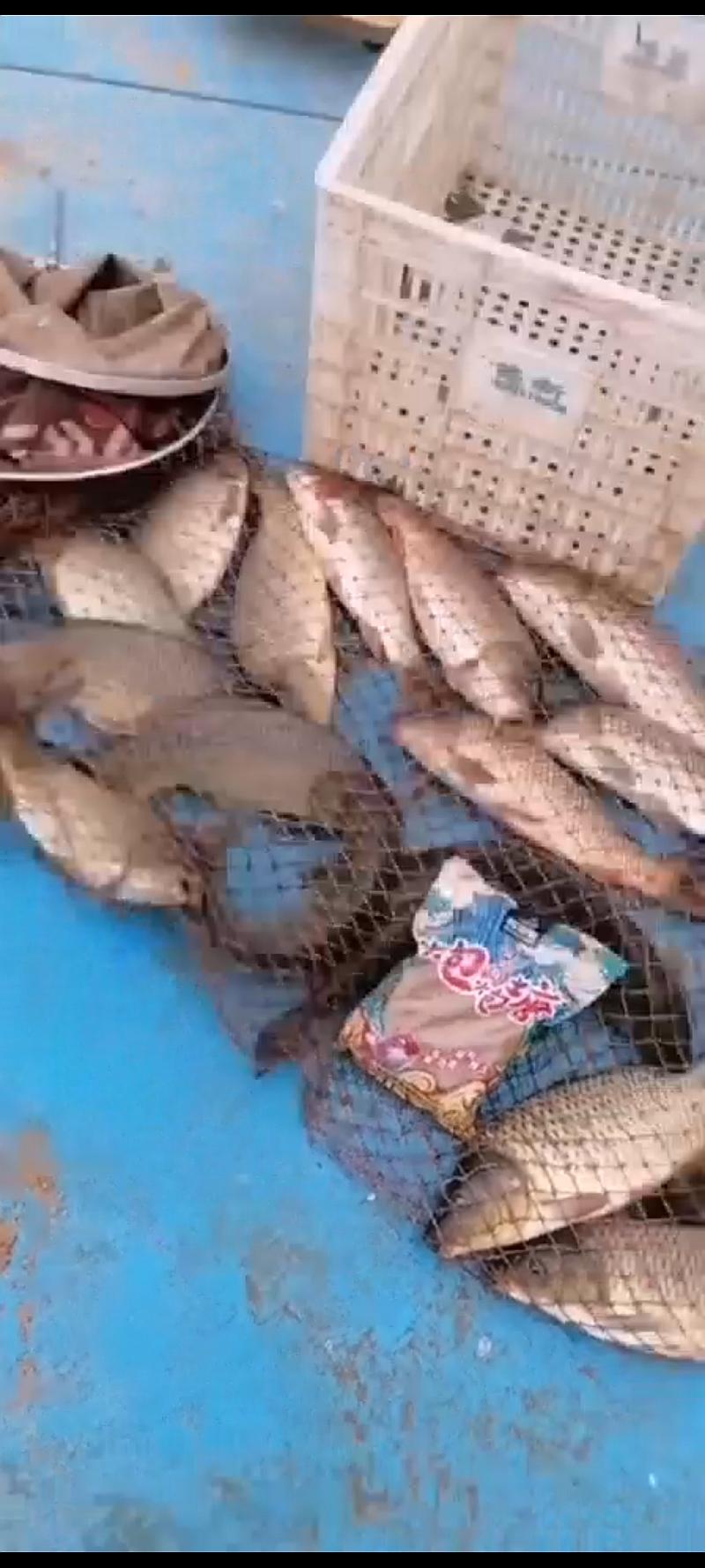 鱼情介绍图片