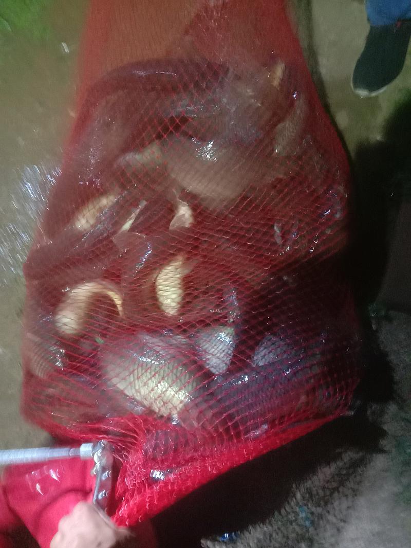 鱼情介绍图片