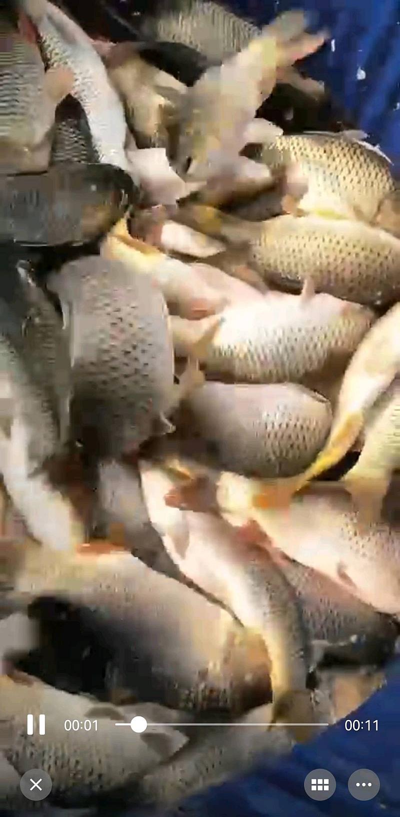 鱼情介绍图片