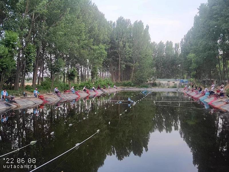 鱼情介绍图片