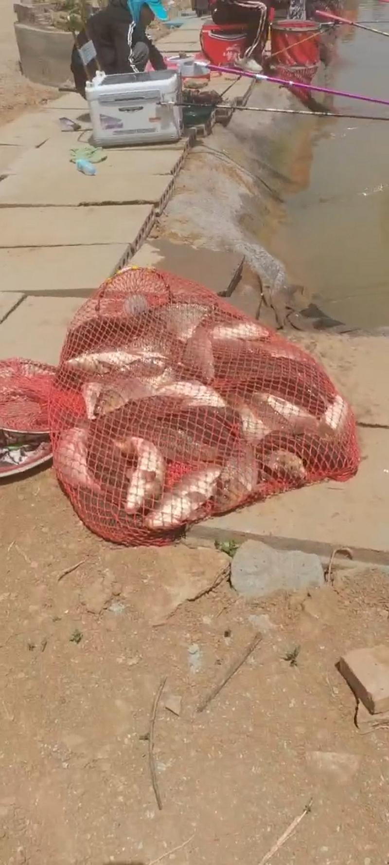 鱼情介绍图片