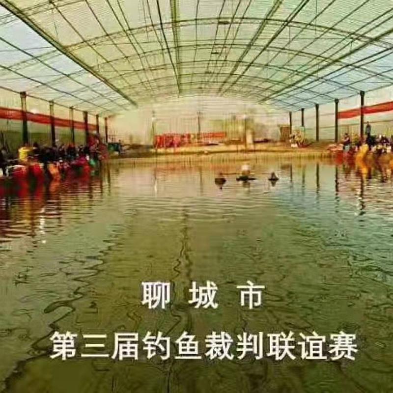 鱼情介绍图片