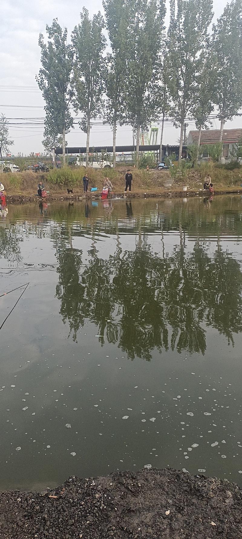 鱼情介绍图片