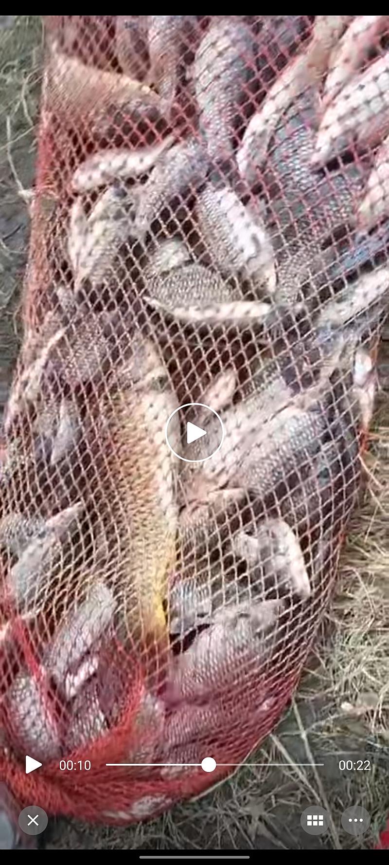 鱼情介绍图片