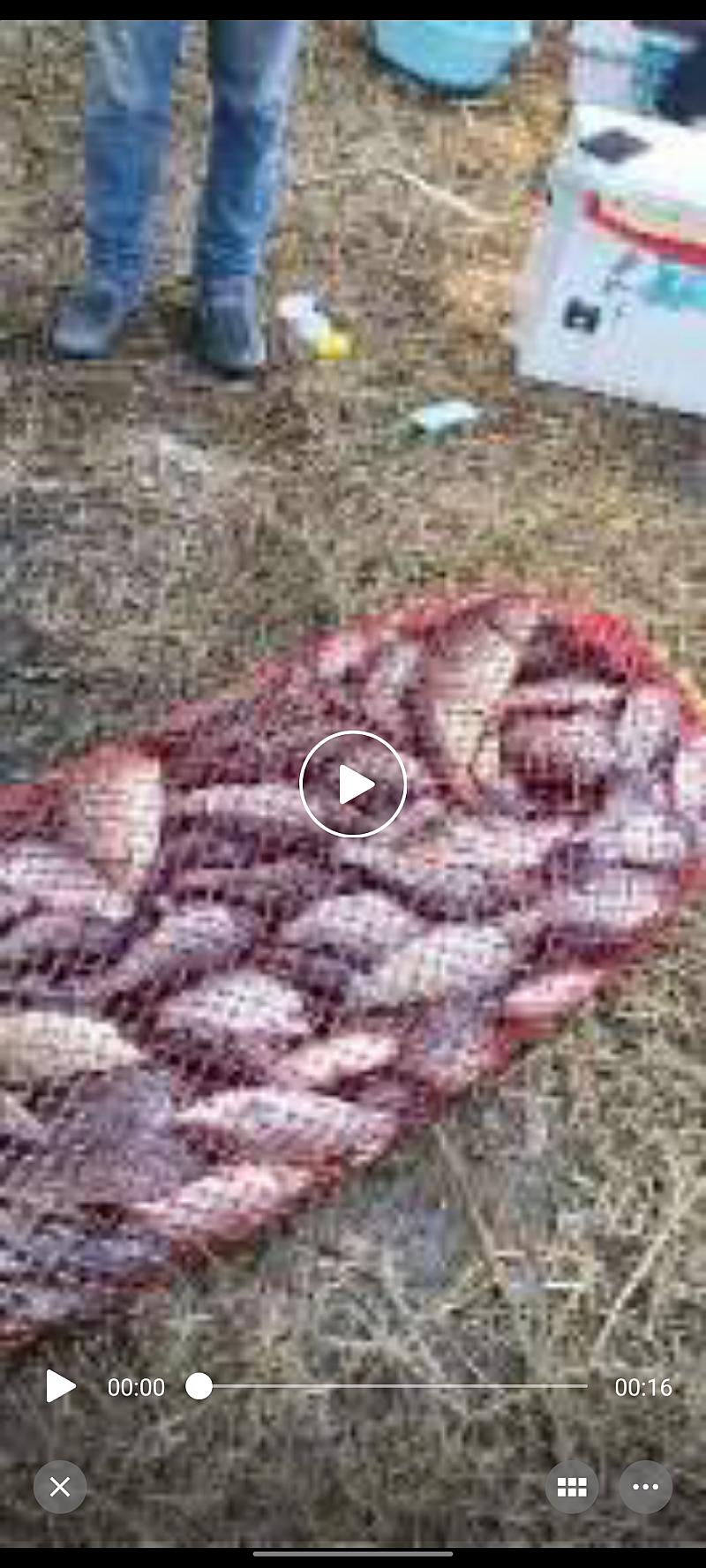 鱼情介绍图片