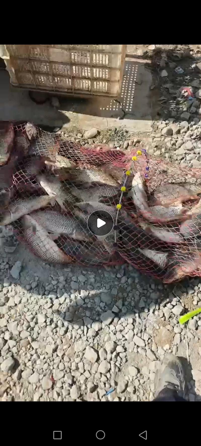 鱼情介绍图片