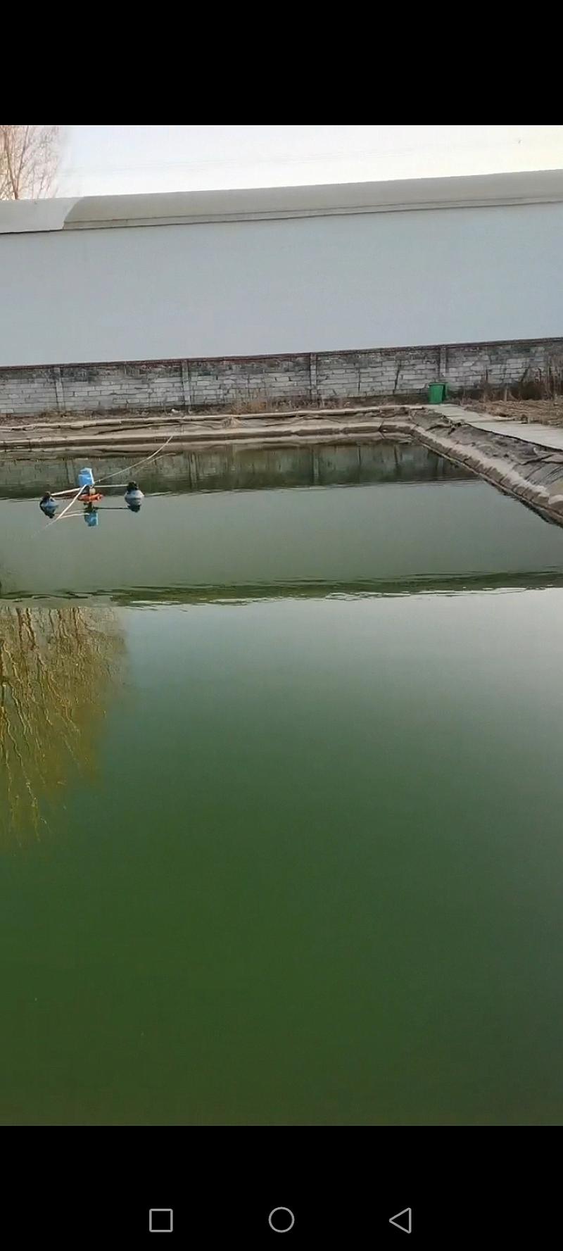 鱼情介绍图片
