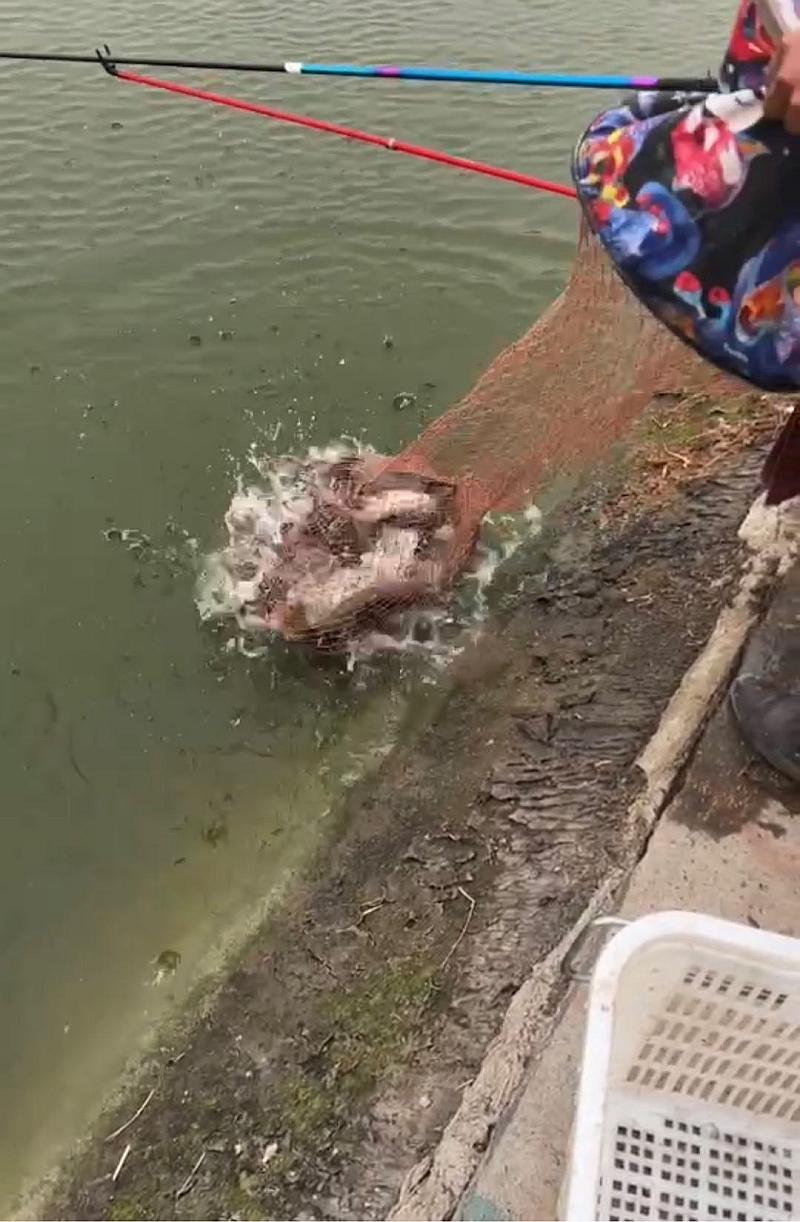 鱼情介绍图片