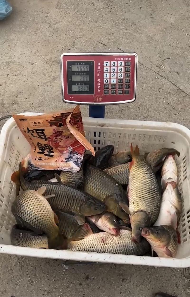 鱼情介绍图片