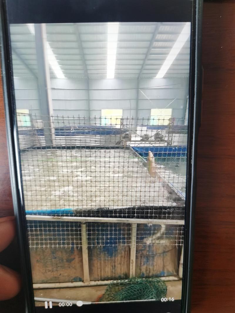 鱼情介绍图片