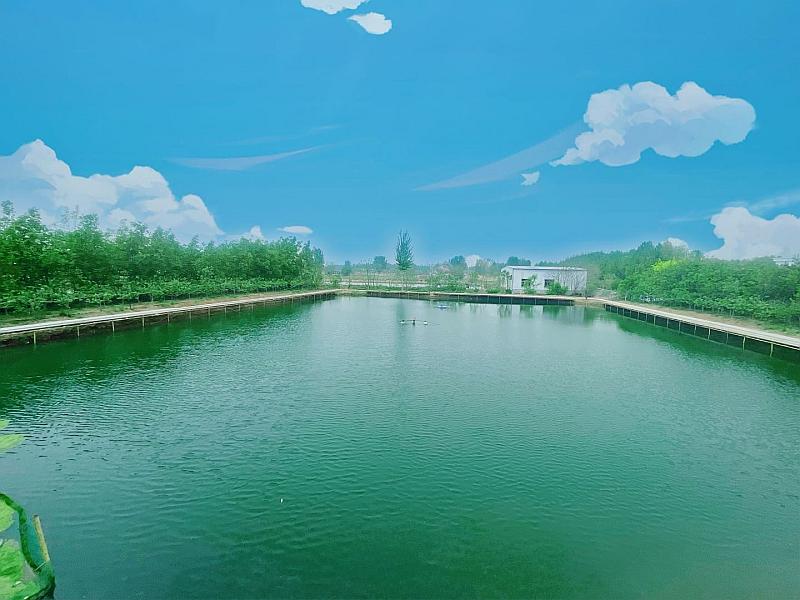 鱼情介绍图片