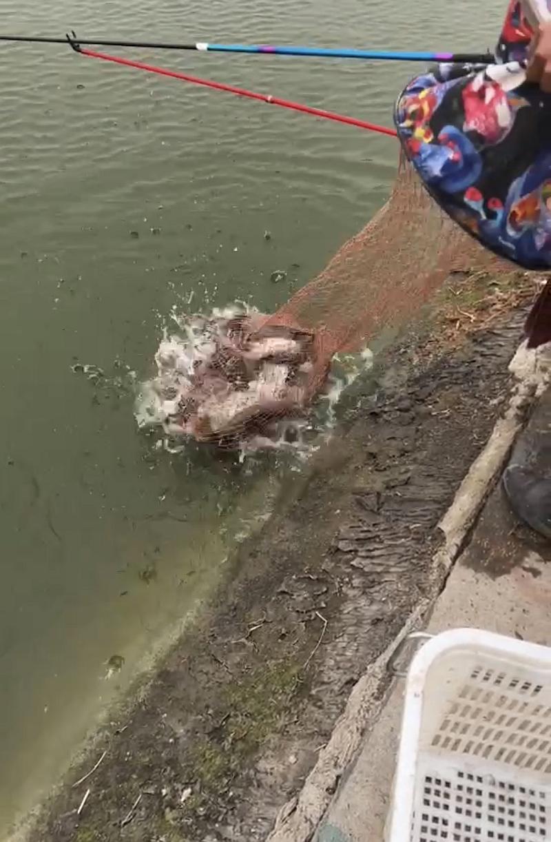 鱼情介绍图片